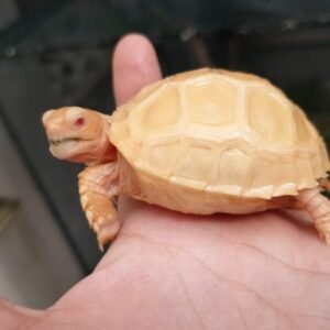 Albino Sulcata Tortoise (Geochelone sulcata)