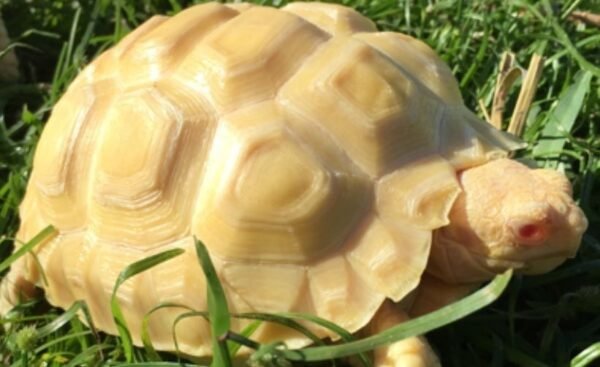Albino Sulcata Tortoise (Geochelone sulcata) - Image 4