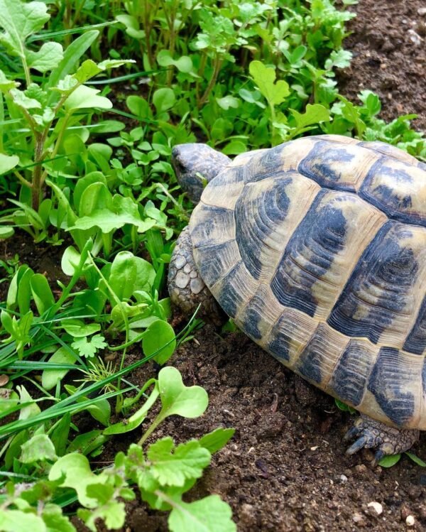 Greek Tortoise (Testudo graeca) - Image 3