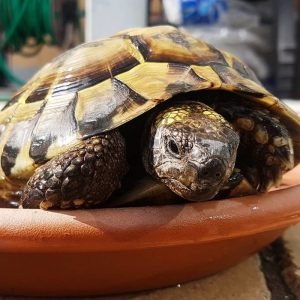 Greek Tortoise (Testudo graeca)