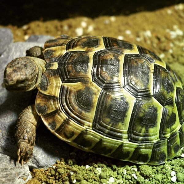 Greek Tortoise (Testudo graeca) - Image 2
