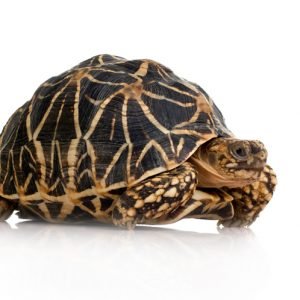 Indian Star Tortoise (Geochelone elegans)