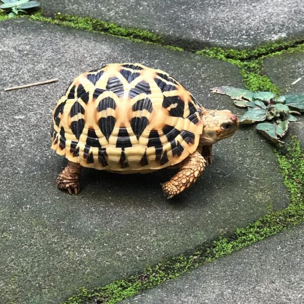 Indian Star Tortoise (Geochelone elegans) - Image 3