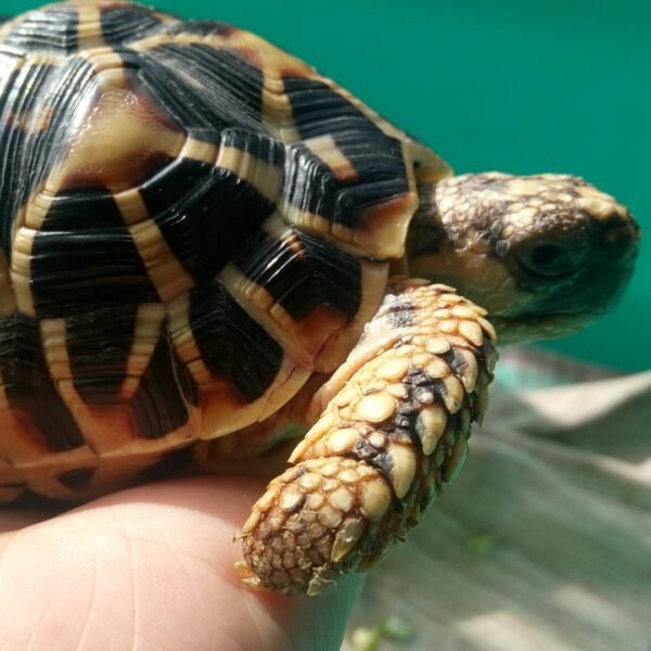 Indian Star Tortoise (Geochelone elegans) - Image 2