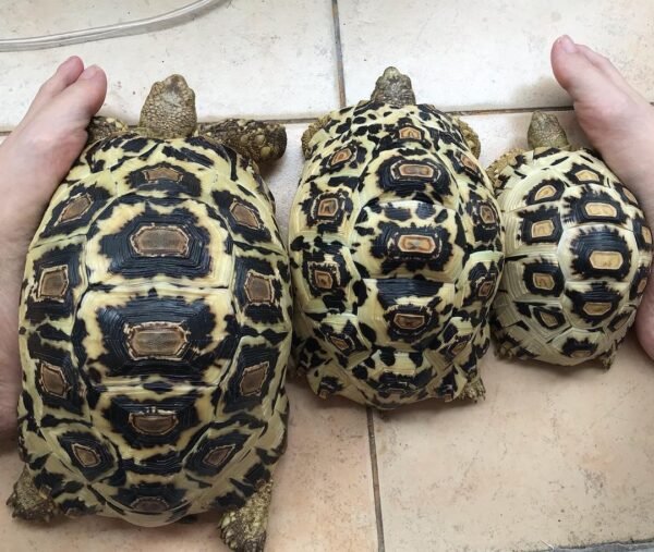 Leopard Tortoise (Stigmochelys pardalis) - Image 2