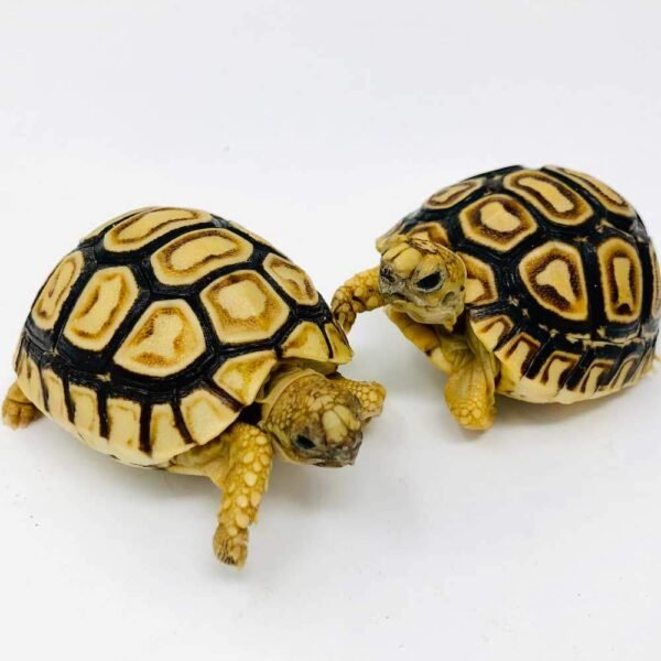 Leopard Tortoise (Stigmochelys pardalis) - Image 5