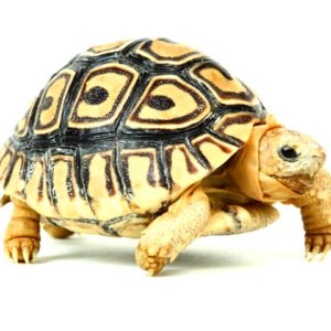 Leopard Tortoise (Stigmochelys pardalis)