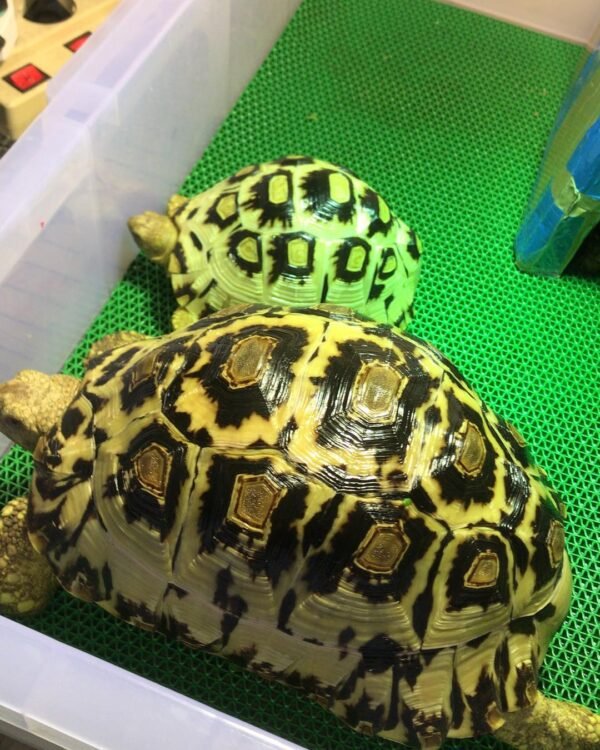 Leopard Tortoise (Stigmochelys pardalis) - Image 3