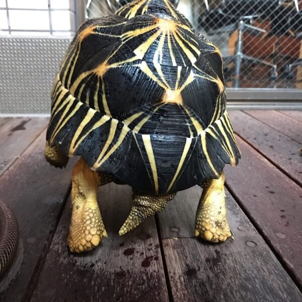 Radiated tortoise (Astrochelys radiata) - Image 4