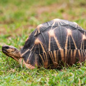 Radiated tortoise (Astrochelys radiata)