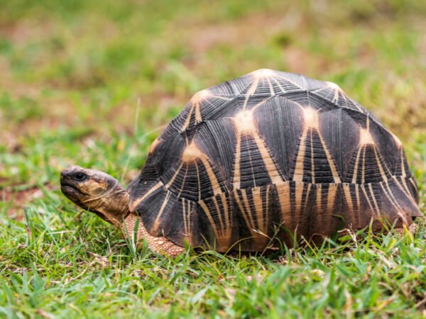 Radiated tortoise (Astrochelys radiata)