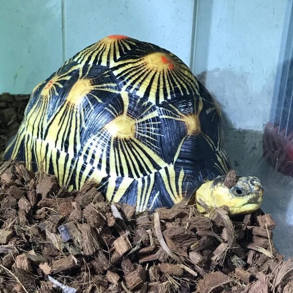 Radiated tortoise (Astrochelys radiata) - Image 3