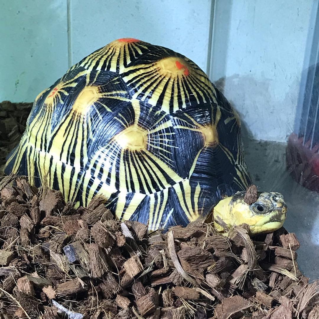 Albino Tortoise