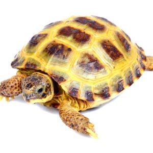 Russian Tortoise (Testudo horsfieldii)