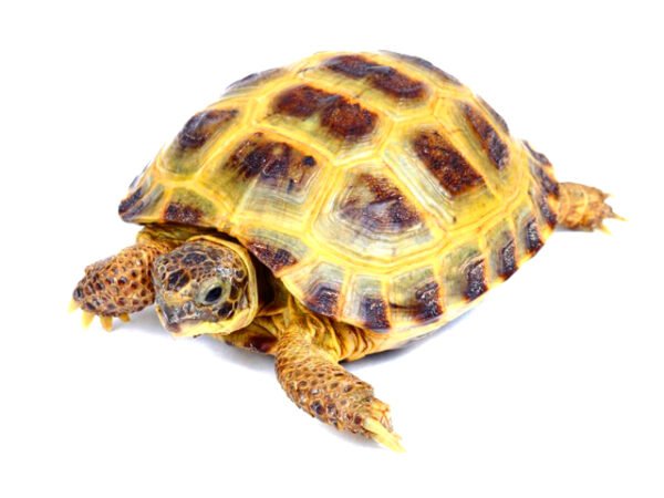 Russian Tortoise (Testudo horsfieldii)