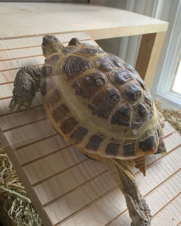 Russian Tortoise (Testudo horsfieldii) - Image 2