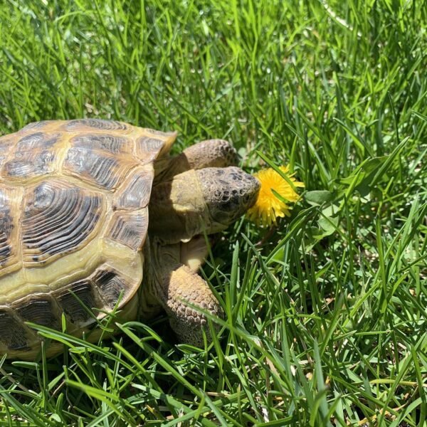 Russian Tortoise (Testudo horsfieldii) - Image 3