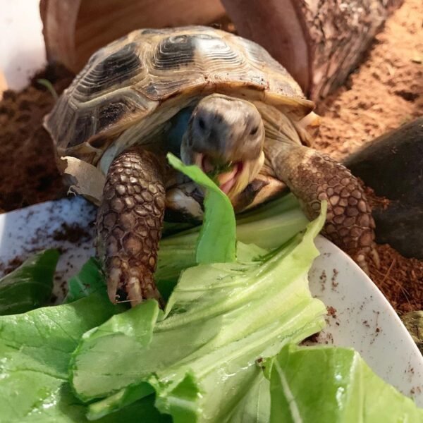 Russian Tortoise (Testudo horsfieldii) - Image 4