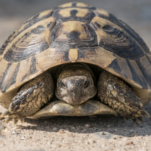 Hermann’s Tortoise