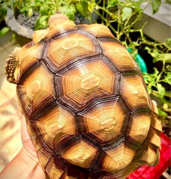 Sulcata Tortoise (Centrochelys sulcata) - Image 2
