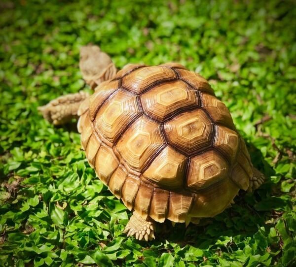 Sulcata Tortoise (Centrochelys sulcata) - Image 3