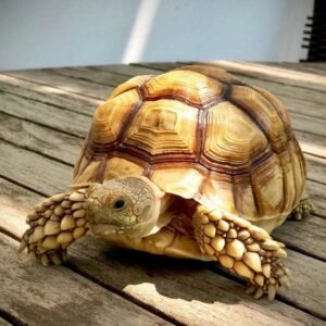 Sulcata Tortoise (Centrochelys sulcata)