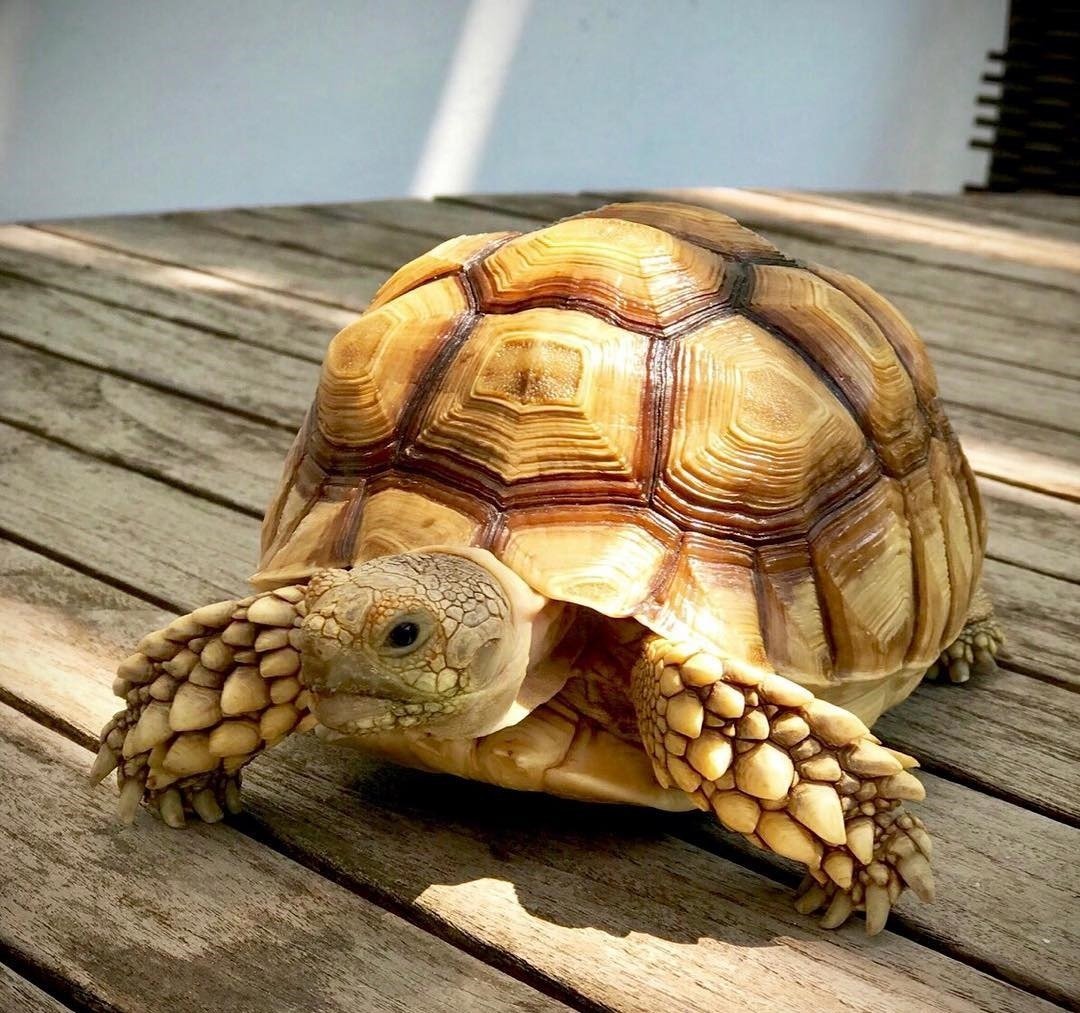 Sulcata Tortoise