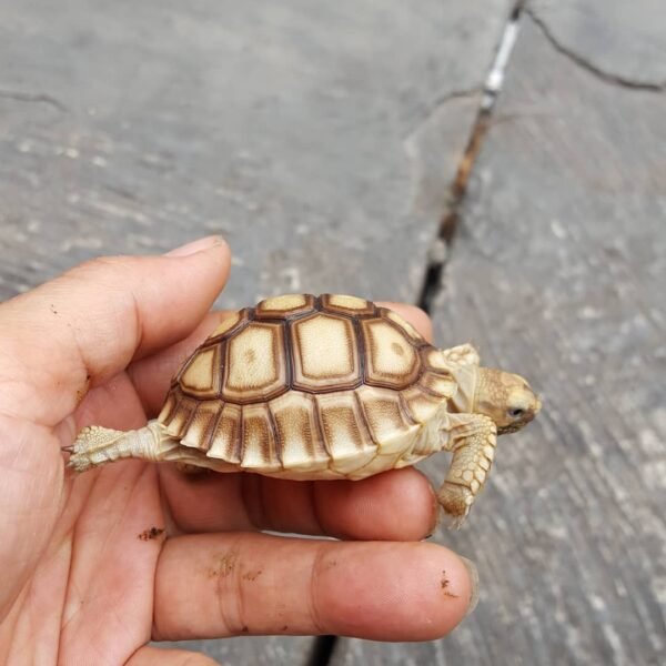 Sulcata Tortoise (Centrochelys sulcata) - Image 5