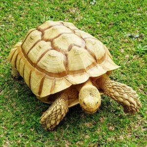 Albino sulcata tortoise