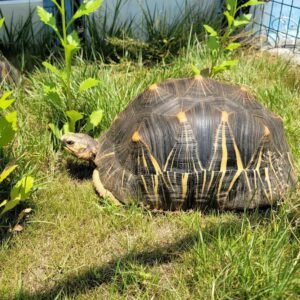 Radiated tortoise