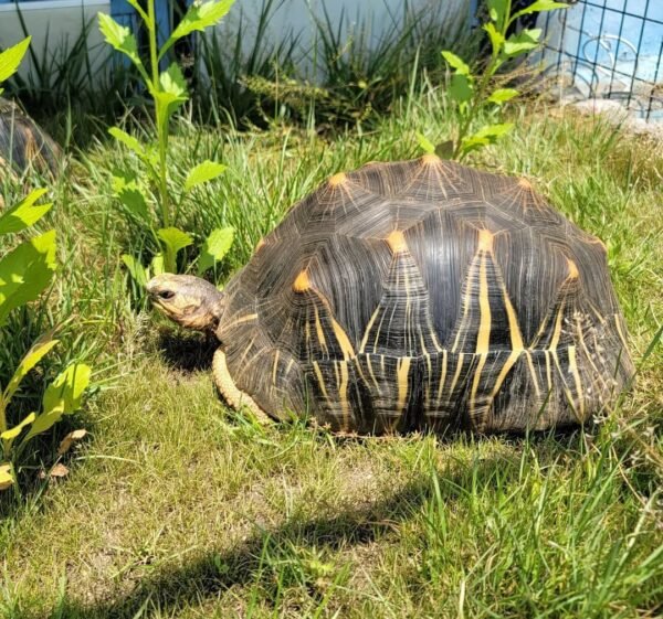 Radiated tortoise