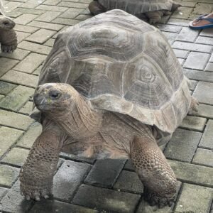 Aldabra tortoise