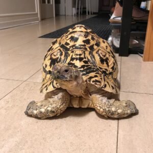 Leopard tortoise