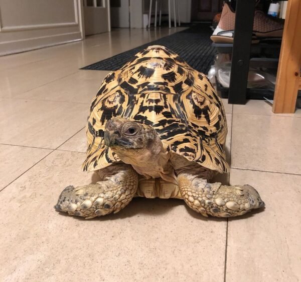 Leopard tortoise
