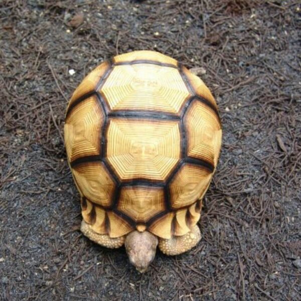 Angonoka Tortoise (Astrochelys yniphora) - Image 2