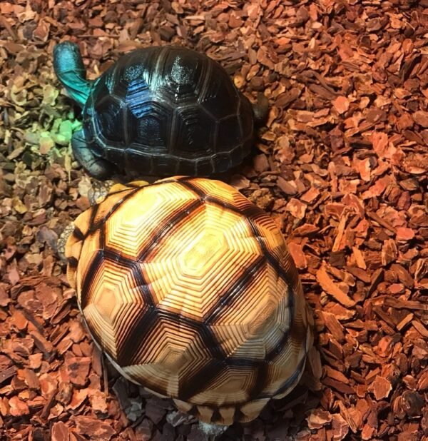 Angonoka Tortoise (Astrochelys yniphora) - Image 3