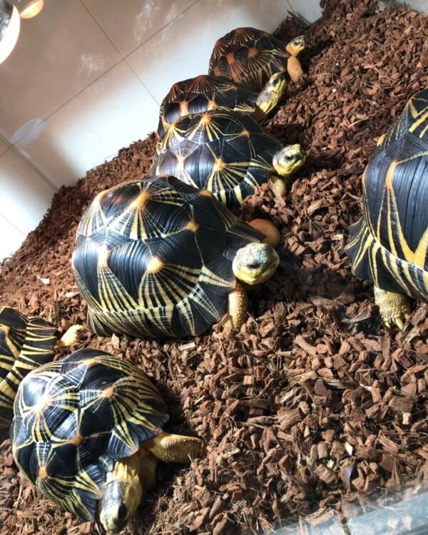 Radiated tortoise (Astrochelys radiata) - Image 2