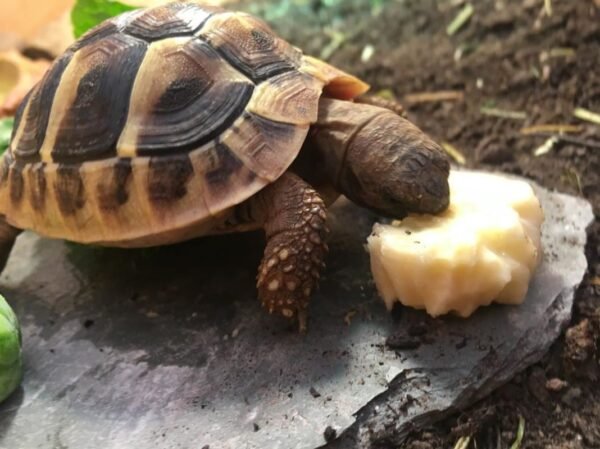 Hermann’s Tortoise (Testudo hermanni) - Image 4