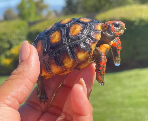 Redfoot Tortoise - Image 7