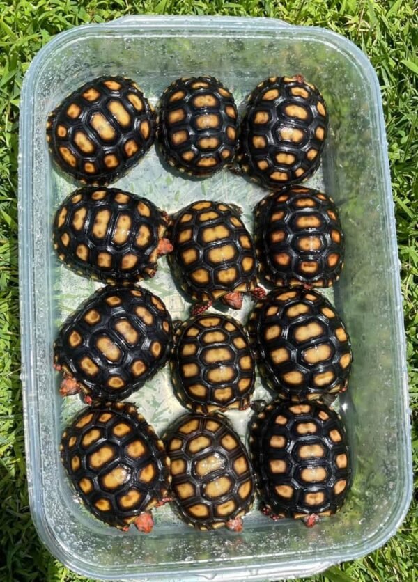 Redfoot Tortoise - Image 8