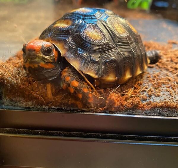 Redfoot Tortoise - Image 9