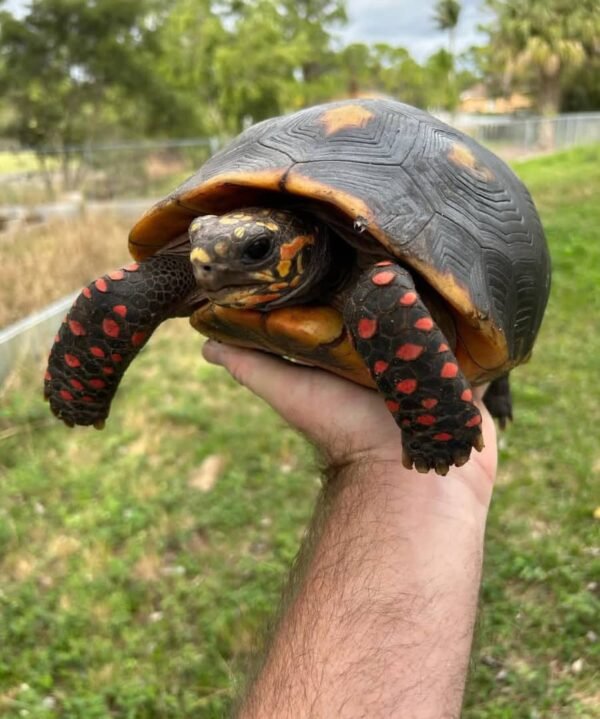 Redfoot Tortoise - Image 6