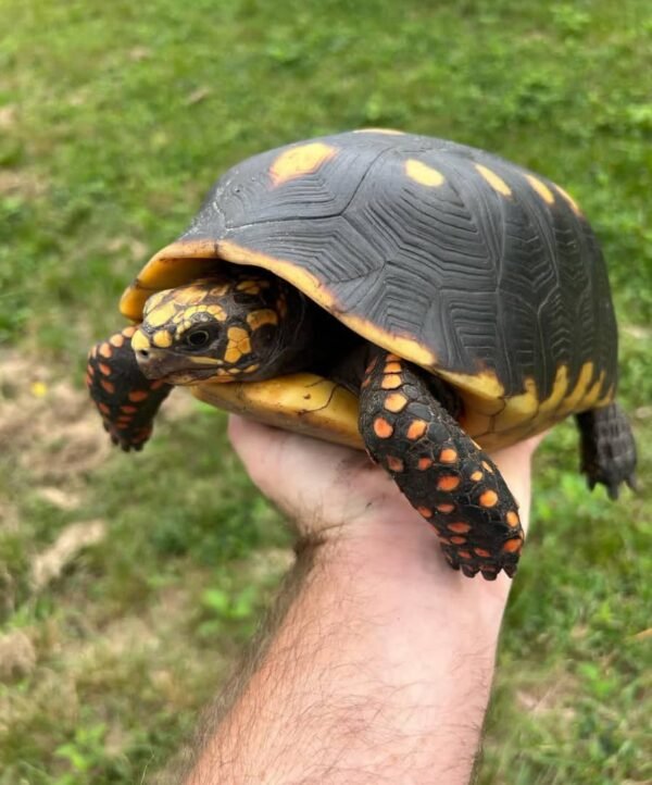Redfoot Tortoise - Image 3