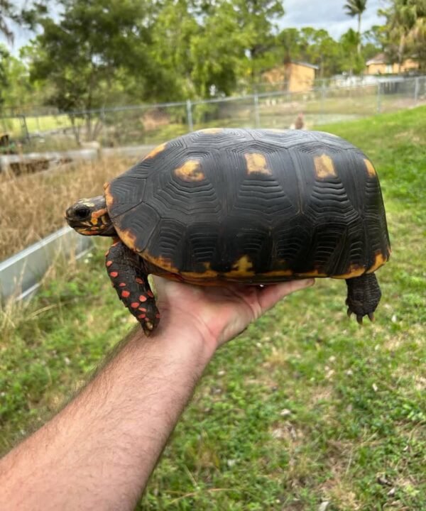 Redfoot Tortoise - Image 4