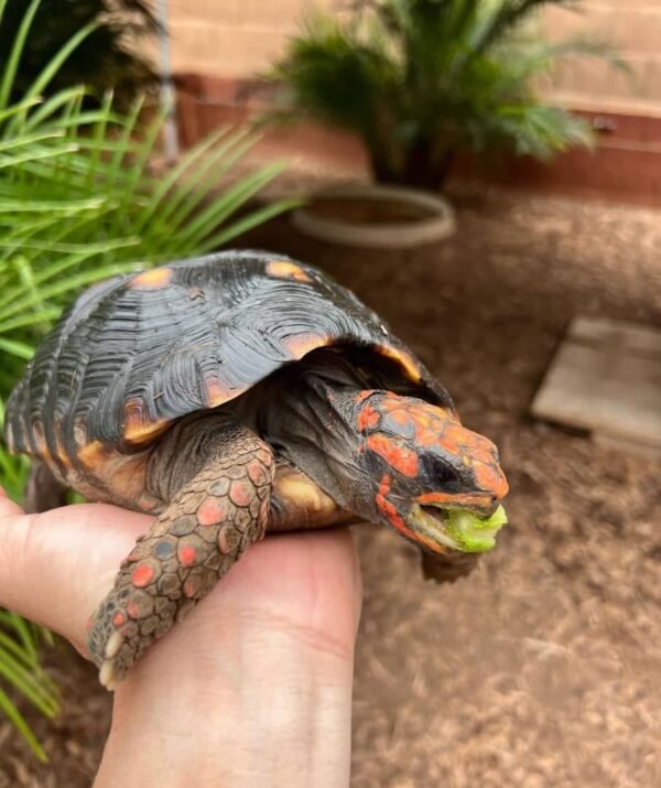 Redfoot Tortoise - Image 5