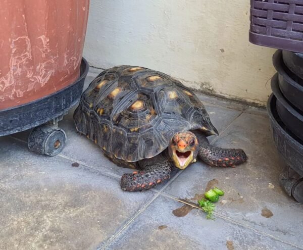 Redfoot Tortoise - Image 2