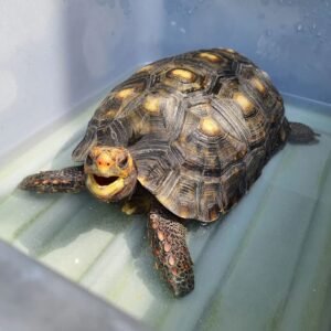 Redfoot Tortoise