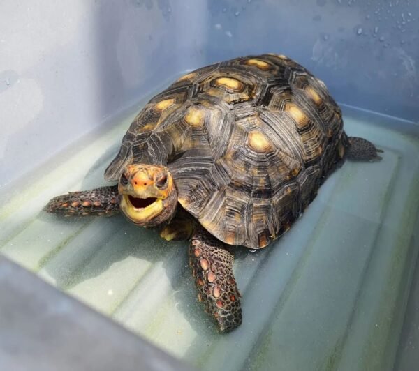 Redfoot Tortoise